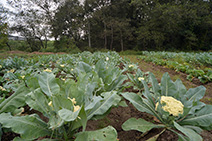 カリフラワーや葉もの野菜が育つ、ロハスファームの畑。芝を養生していたエリアを小森さんがトラクターで耕して畑にした。完全無農薬栽培でたくさんの蝶が舞い、虫喰い跡もあるが安全度は抜群。肥料はゴルフ場で出る枯れ葉に近くの養豚場からもらう豚糞を混ぜた堆肥を使用